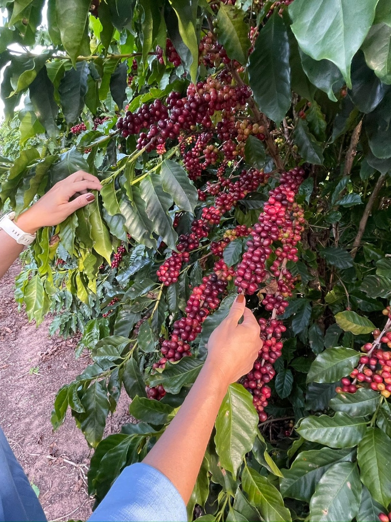 Frutos cereja de café arábica
