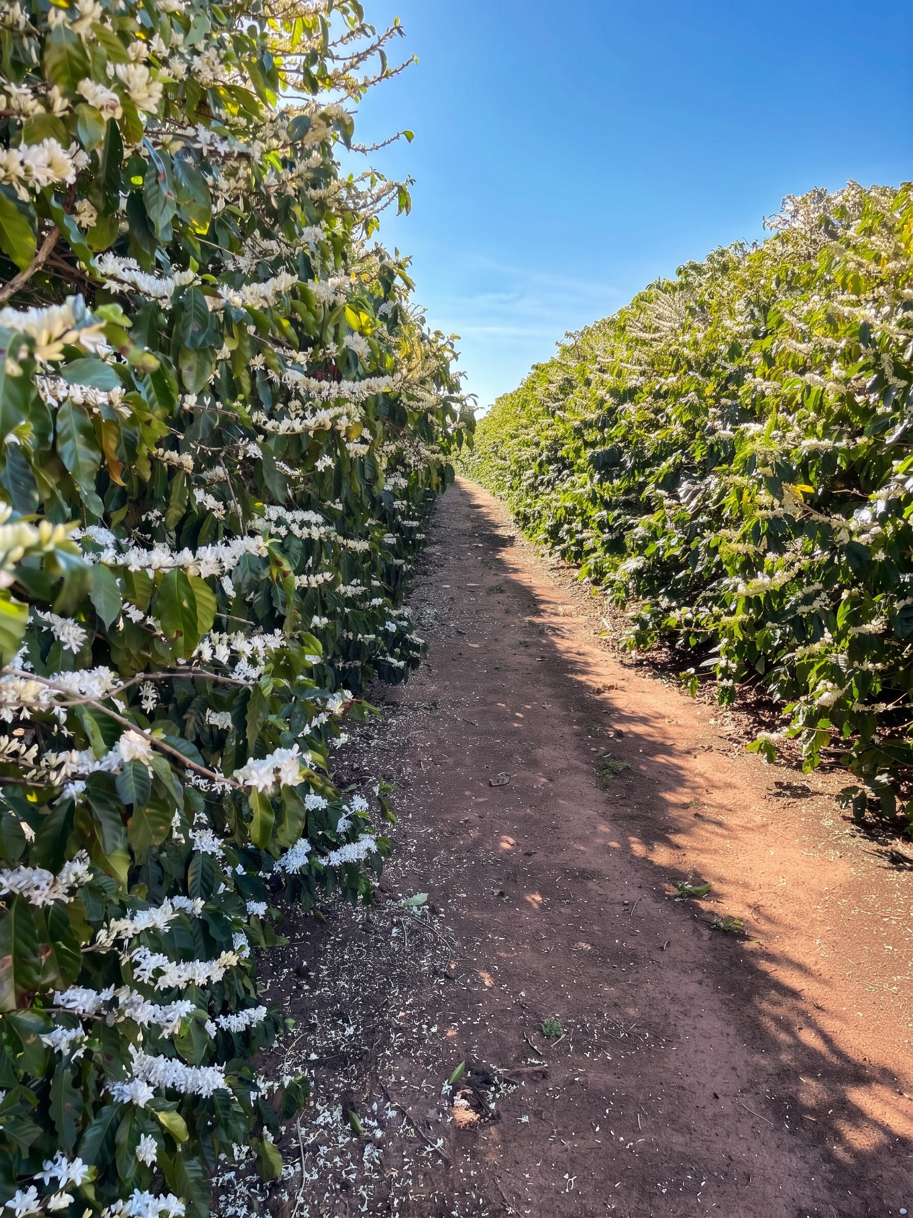Plantações de café na Fazenda