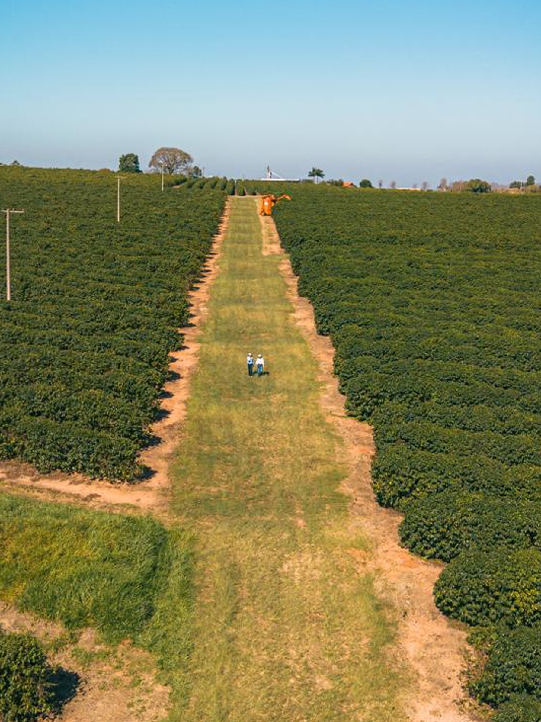 Colheita mecanizada na plantação da região de Garça, SP
